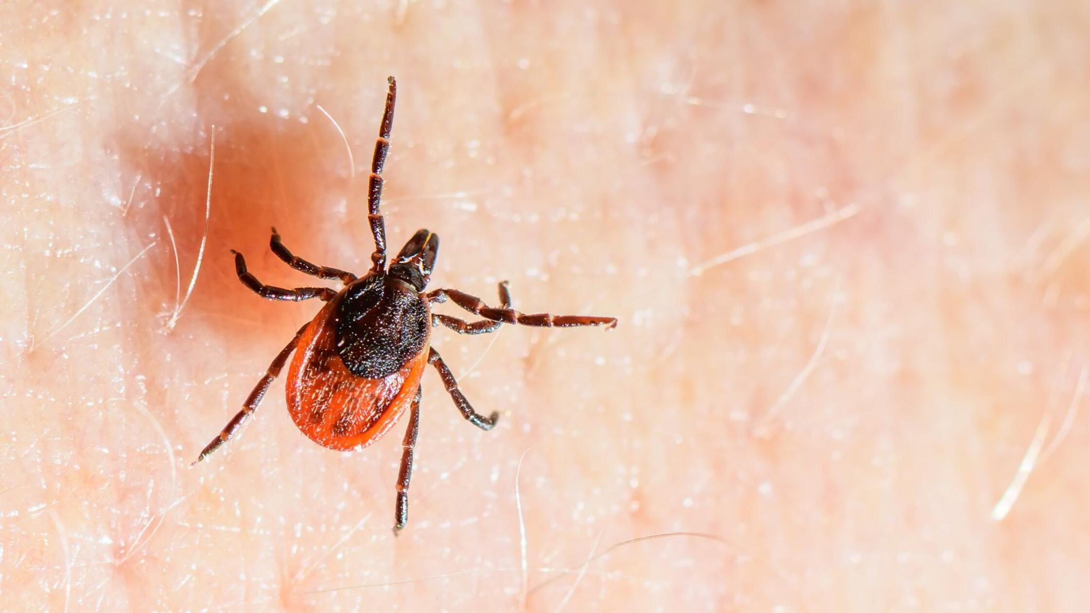 Der Gemeine Holzbock (Ixodes ricinus) krabbelt übe