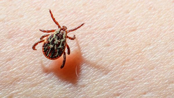 Eine Wiesenzecke (Dermacentor reticulatus) krabbel