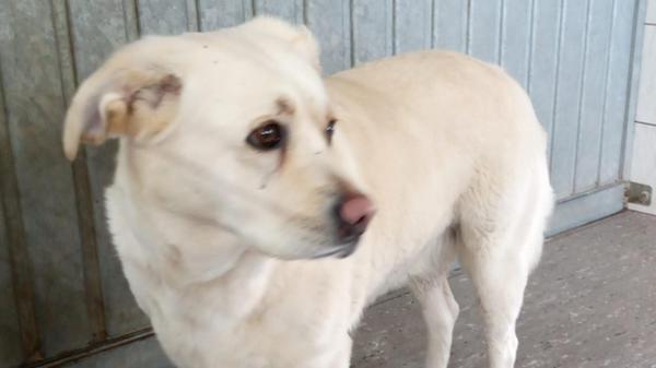 Fundhund Filchenhard