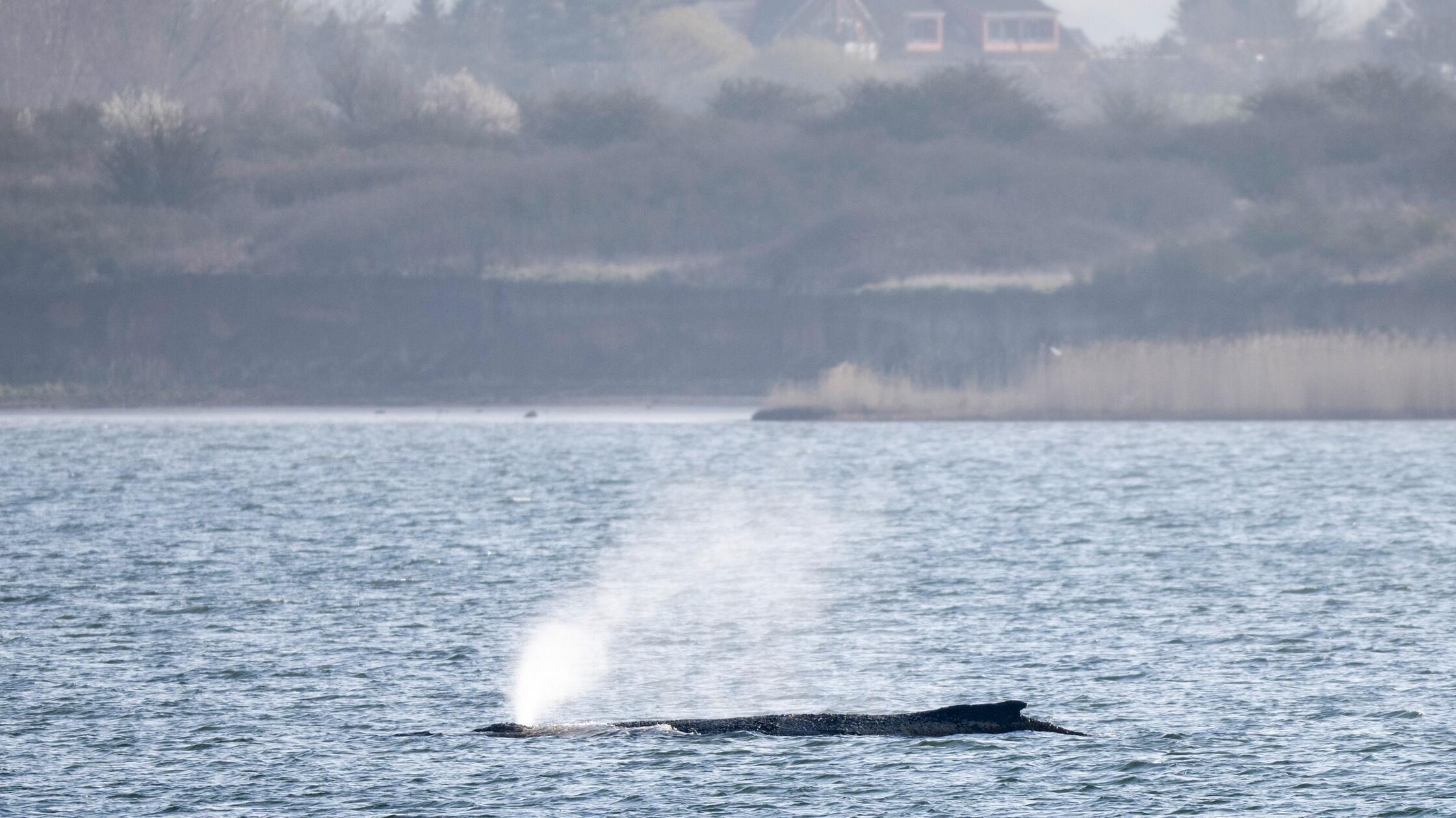 ARCHIV - 30.03.2026, Mecklenburg-Vorpommern, Wisma