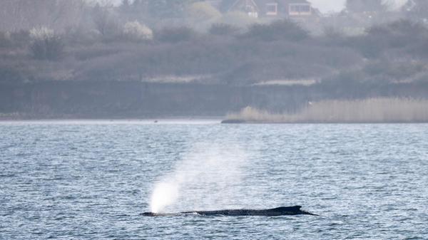 ARCHIV - 30.03.2026, Mecklenburg-Vorpommern, Wisma