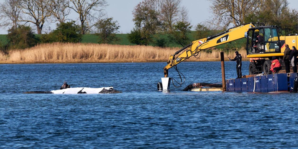 Die Zeit Dr ngt Buckelwal Timmy Liegt Weiter In Bucht Neues die-zeit-dr-ngt-buckelwal-timmy-liegt-weiter-in-bucht-neues