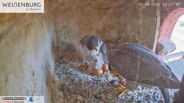 wt-wanderfalken-2026