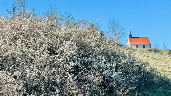 Unser Leser hat den blühenden Schledorn am Walberla aufgenommen, natürlich mit der Kapelle im Hintergrund. Vielen Dank.