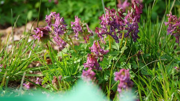 "Unkraut kann auch sehr dekorativ sein", schreibt unser Leser zu dieser Aufnahme. Es müsste sich dabei um "Erdrauch" handeln.