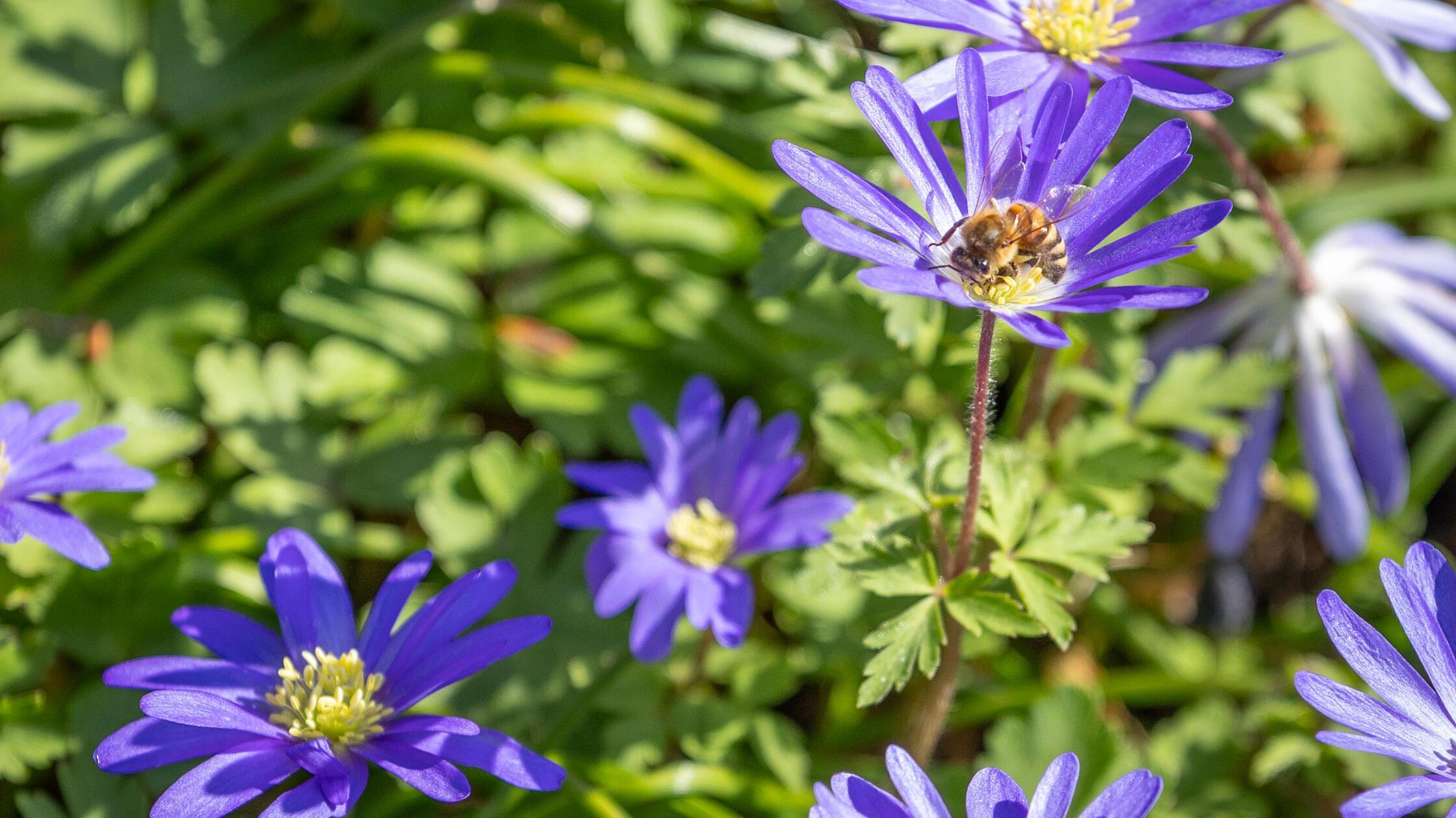 Die Bienen genießen auch die wunderschönen Blumen im Frühling. Vielen Dank an unsere Leserin, die diese Aufnahme mit uns teilt.