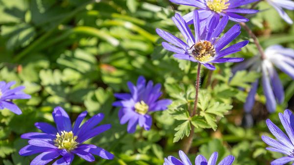 Die Bienen genießen auch die wunderschönen Blumen im Frühling. Vielen Dank an unsere Leserin, die diese Aufnahme mit uns teilt.