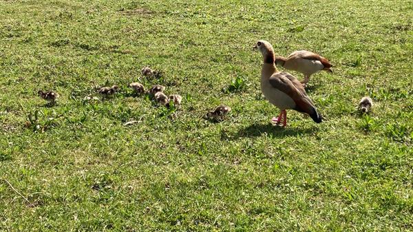 "Die Nilgänse haben schon fleißig für Nachwuchs gesorgt, aufgenommen in Ebermannstadt an der Wiesent." schreibt unser Leser zu dieser hübschen Aufnahme, die er uns geschickt hat.