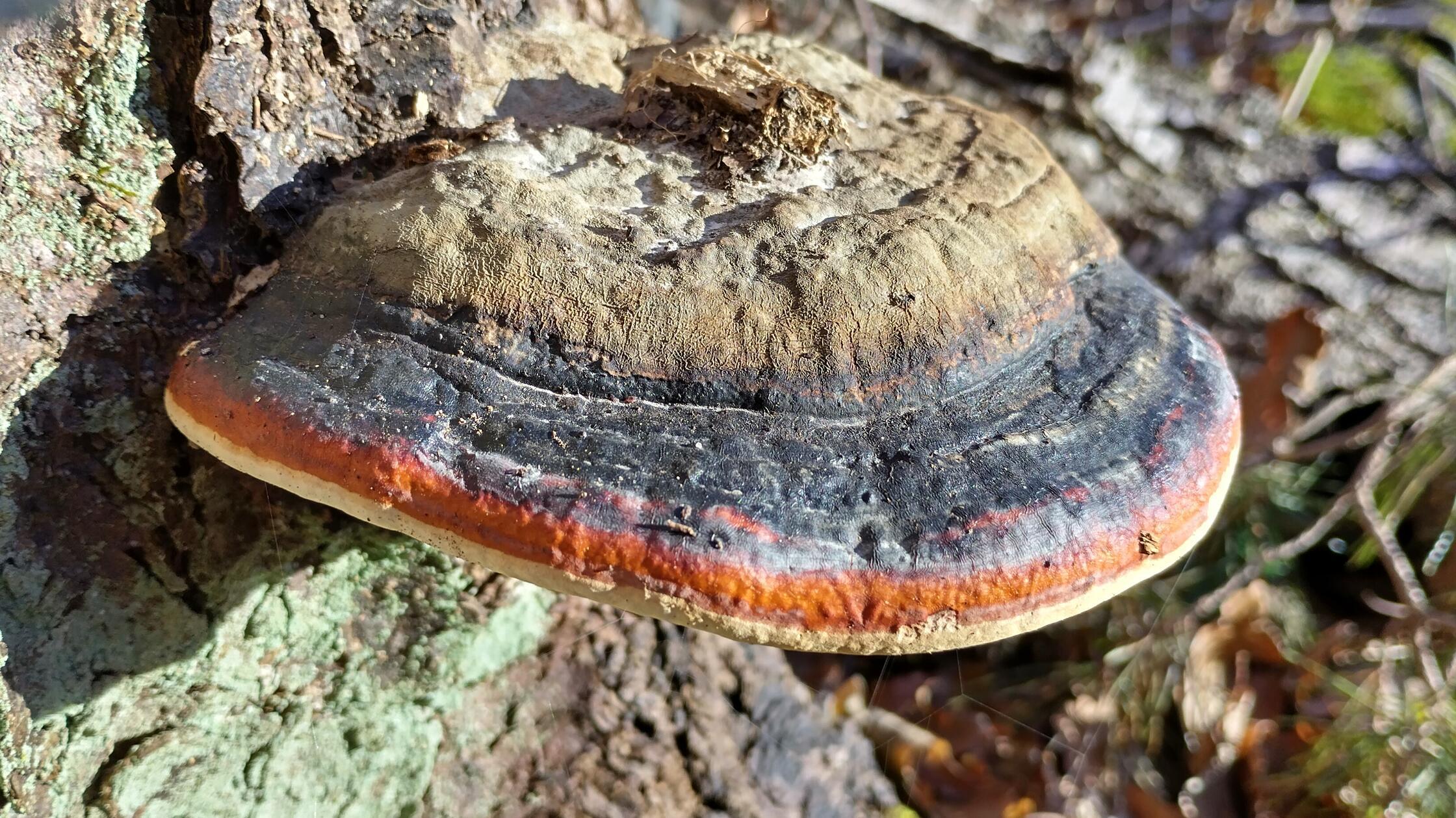 In der Nähe der Wallerware entdeckte unser Leser einen Baumschwamm, der bei genauem Hinsehen die Deutschland-Farben enthält.