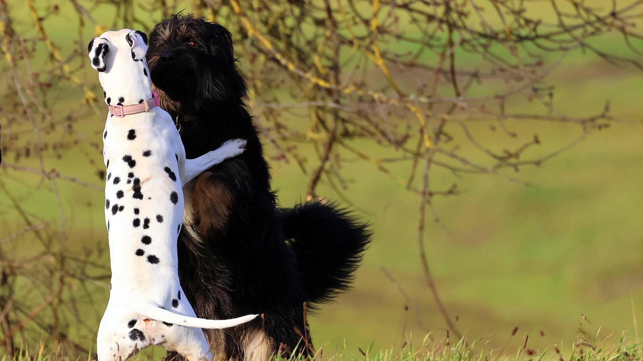 Unser Leser hat die Hunde Ebony and Ivory bei einem Spaziergang fotografiert. Man könnte meinen sie stellen das Yin und Yan Symbol nach.