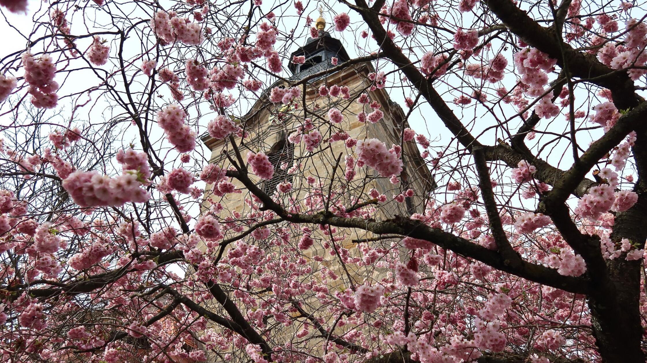 Nur wenige Tage im Jahr zeigt sich die Winterkirsche an der Kirche in Kersbach in ihrer Pracht, schreibt unser Leser dazu.