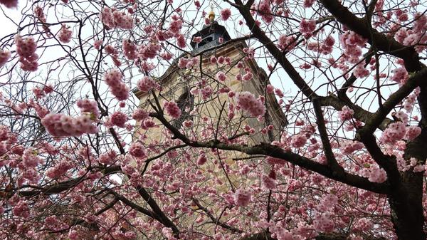 Nur wenige Tage im Jahr zeigt sich die Winterkirsche an der Kirche in Kersbach in ihrer Pracht, schreibt unser Leser dazu.
