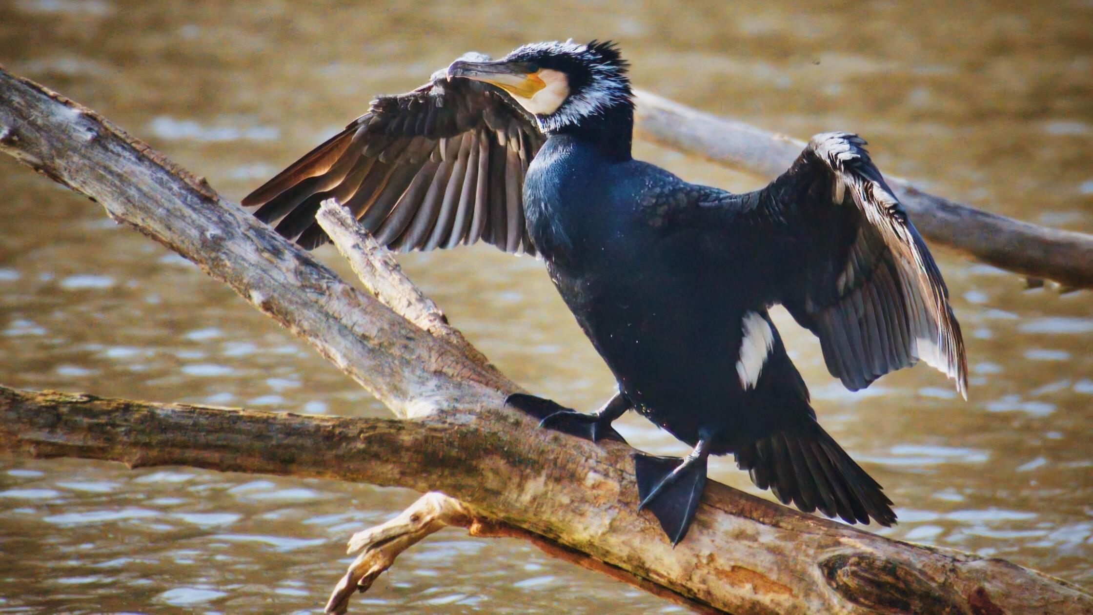 Dieser süße Kormoran macht sich für den Frühling bereit.