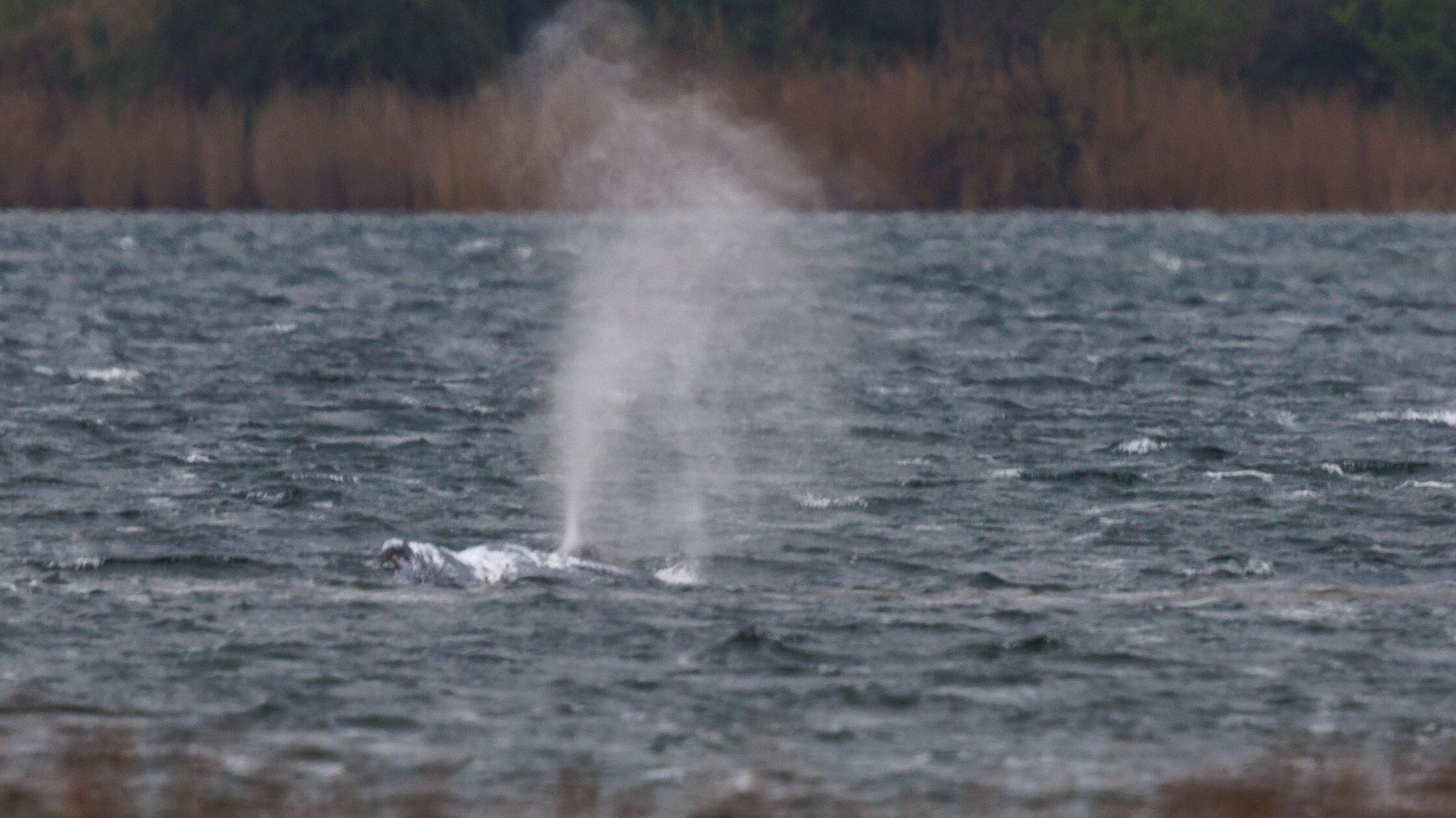 Der Buckelwal vor der Insel Poel schwimmt frei. De