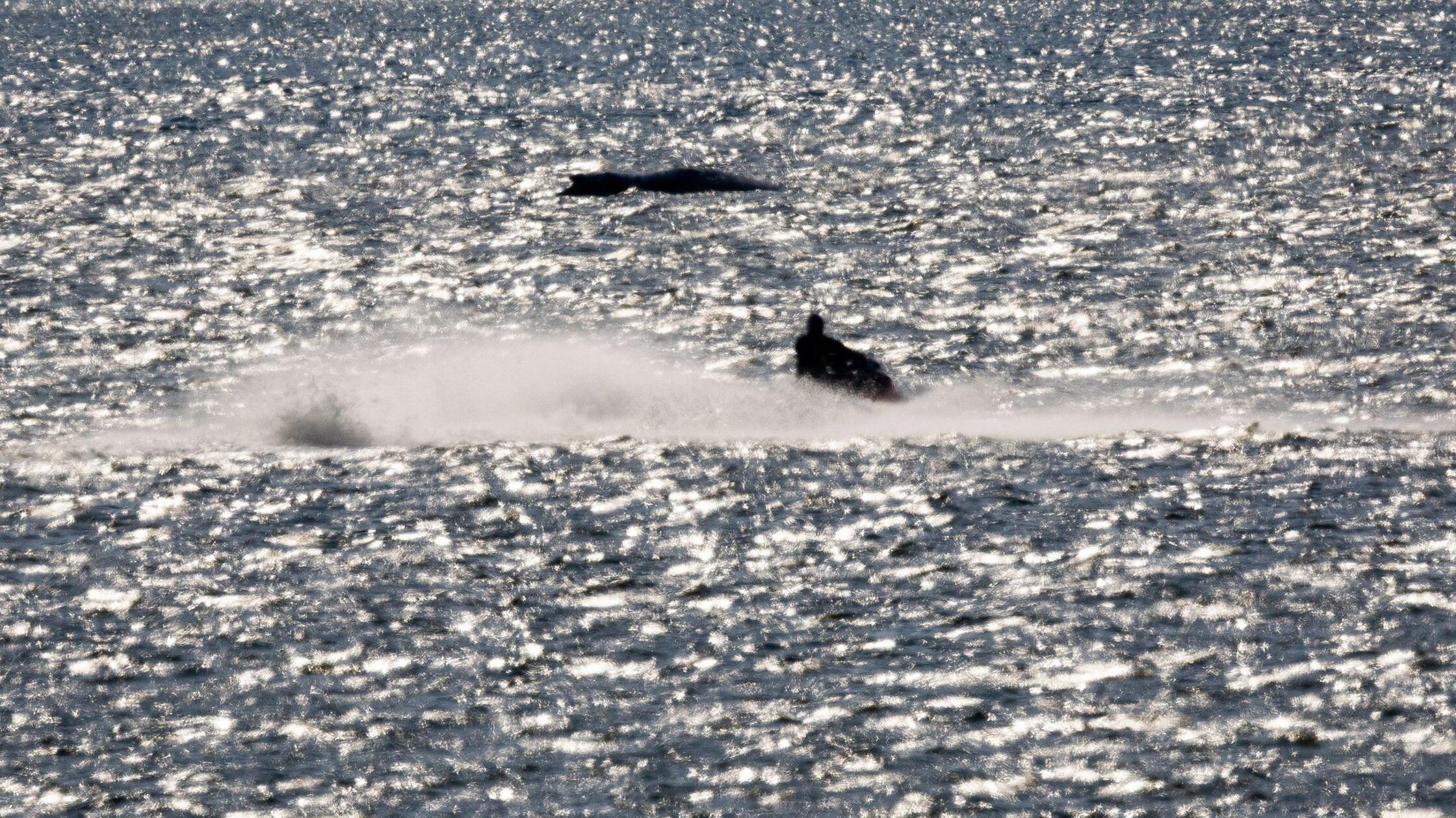 Der Buckelwal vor der Insel Poel bläst und wird vo