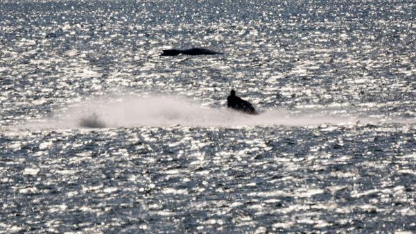 Der Buckelwal vor der Insel Poel bläst und wird vo