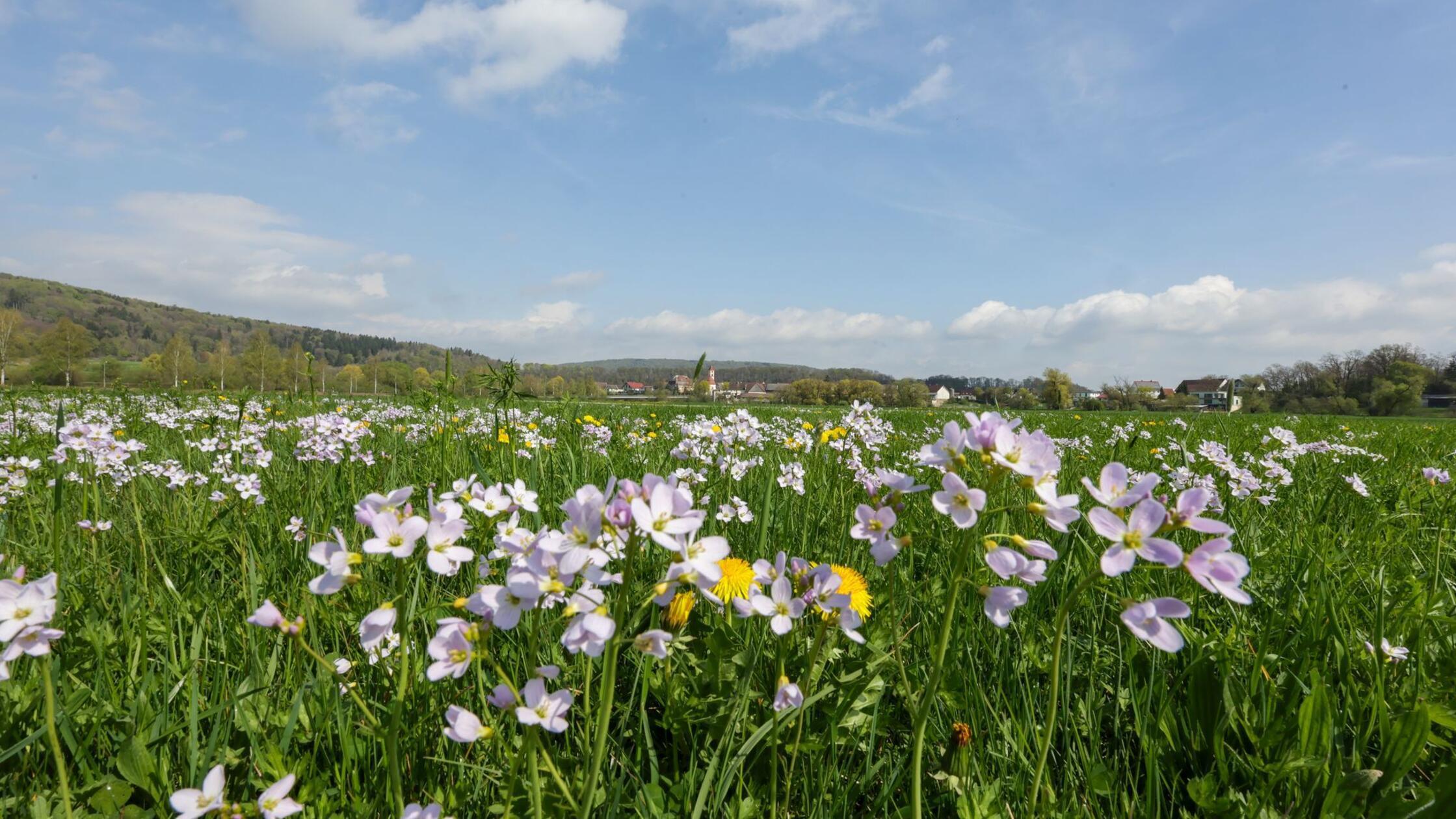 Blumen blühen auf einer Wiese im Sonnenschein (zu 