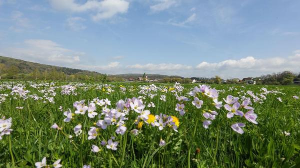 Blumen blühen auf einer Wiese im Sonnenschein (zu
