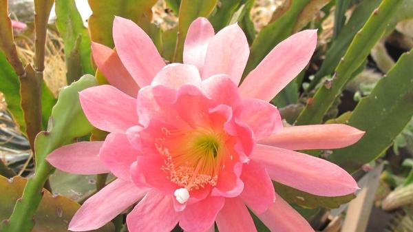 Diese wunderschöne Blüte aufgenommen von unserem Leser.