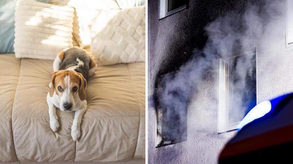 2026-04-21_09-47_collage