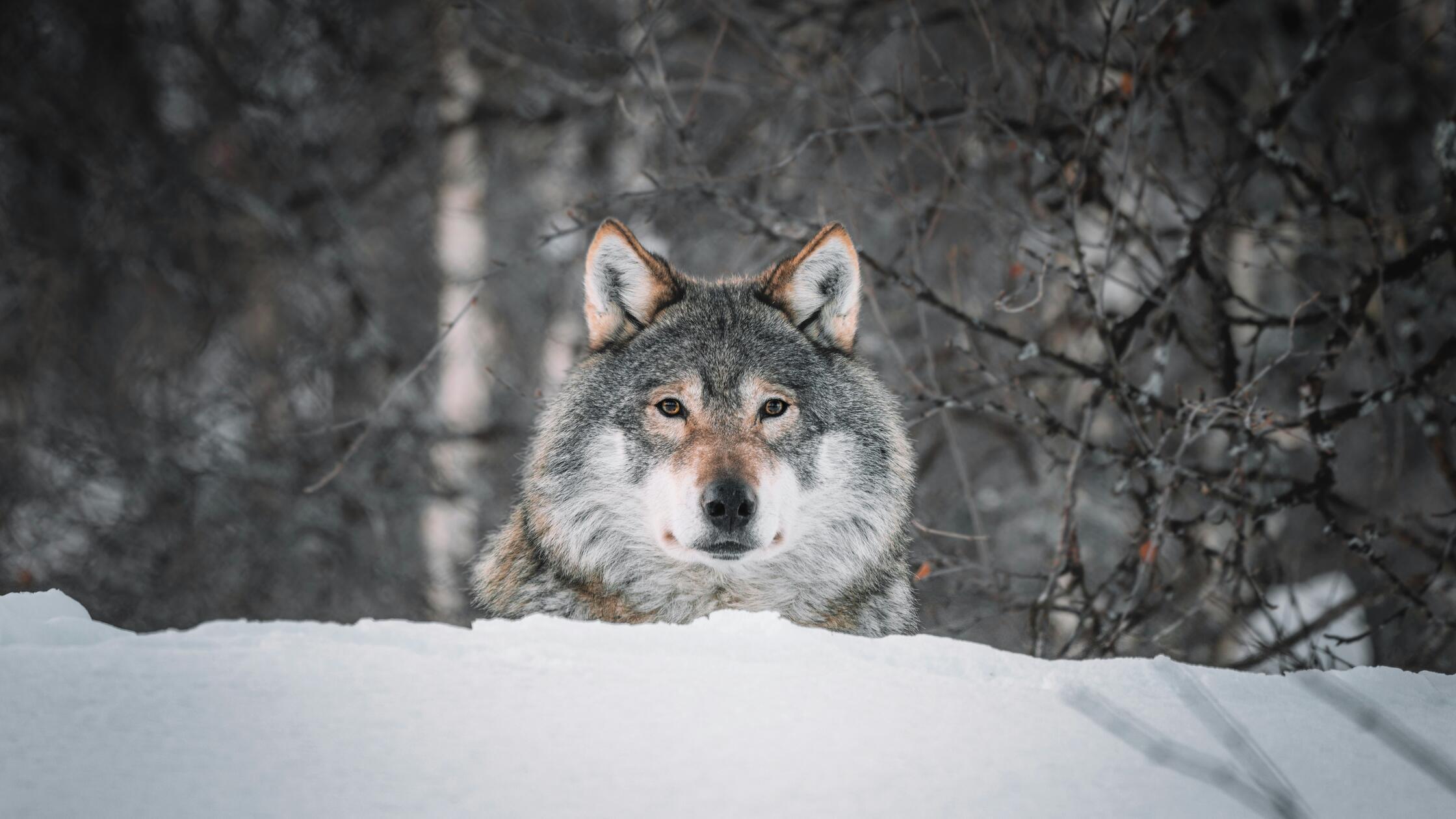 Wolf-Schnee