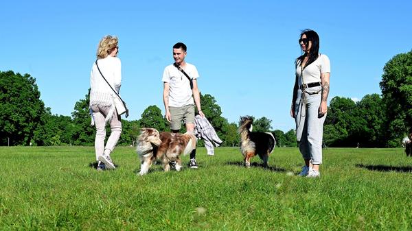 SÖR hat im Marienbergpark die bisherige Hundewiese