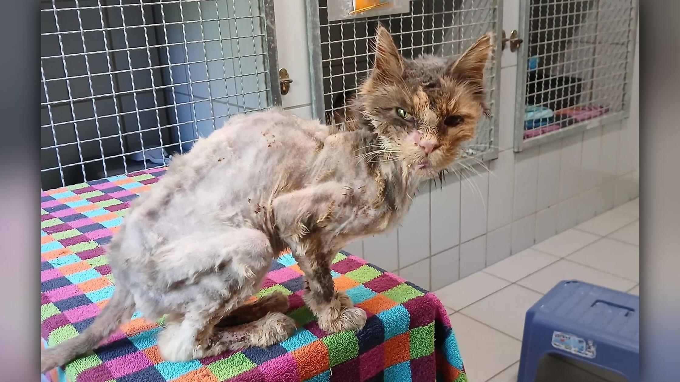Verwahrloste Katze im Tierheim Neumarkt