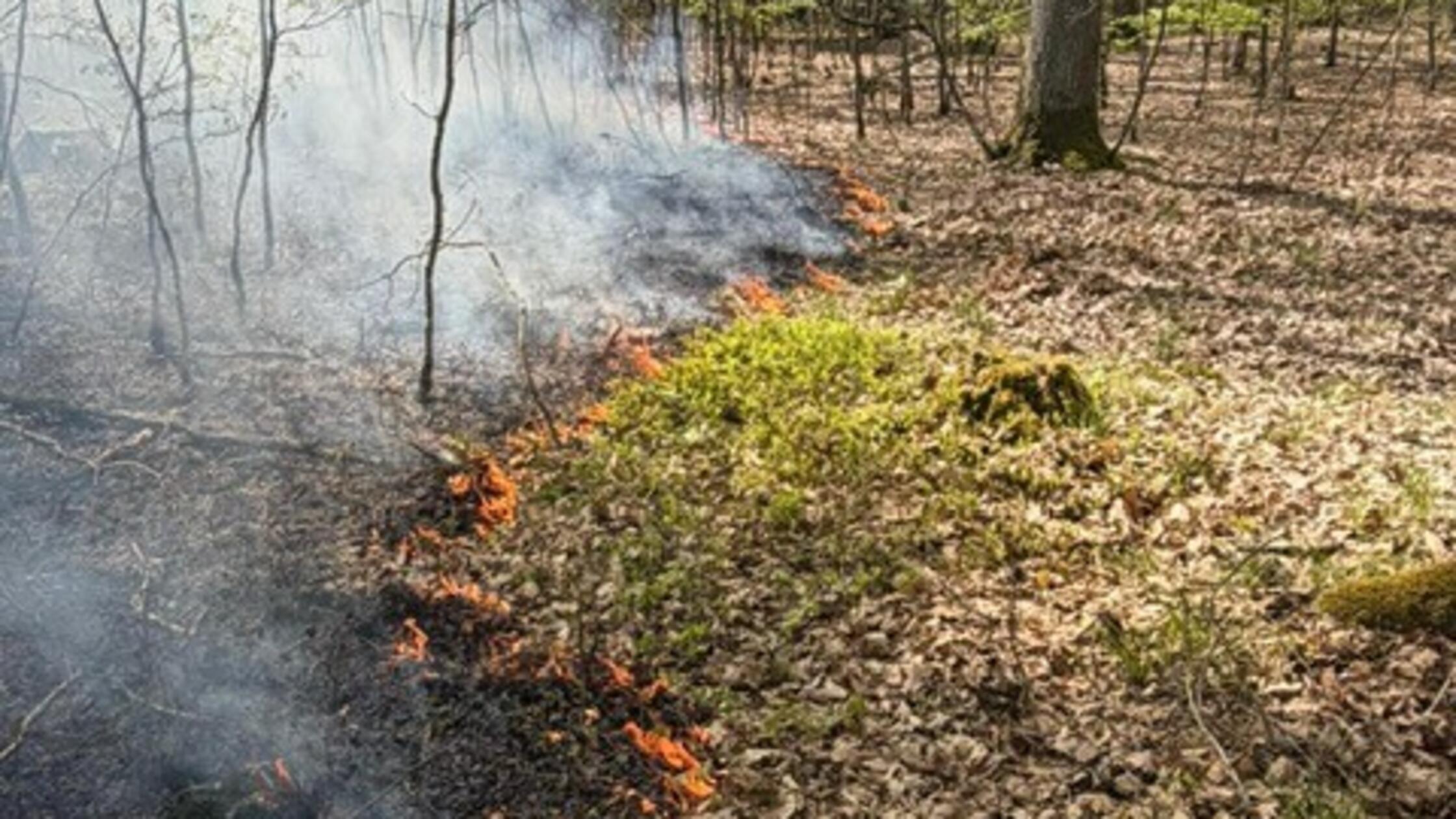 Waldbrand Bocksberg_04 (Freiwillige Feuerwehr Ansb