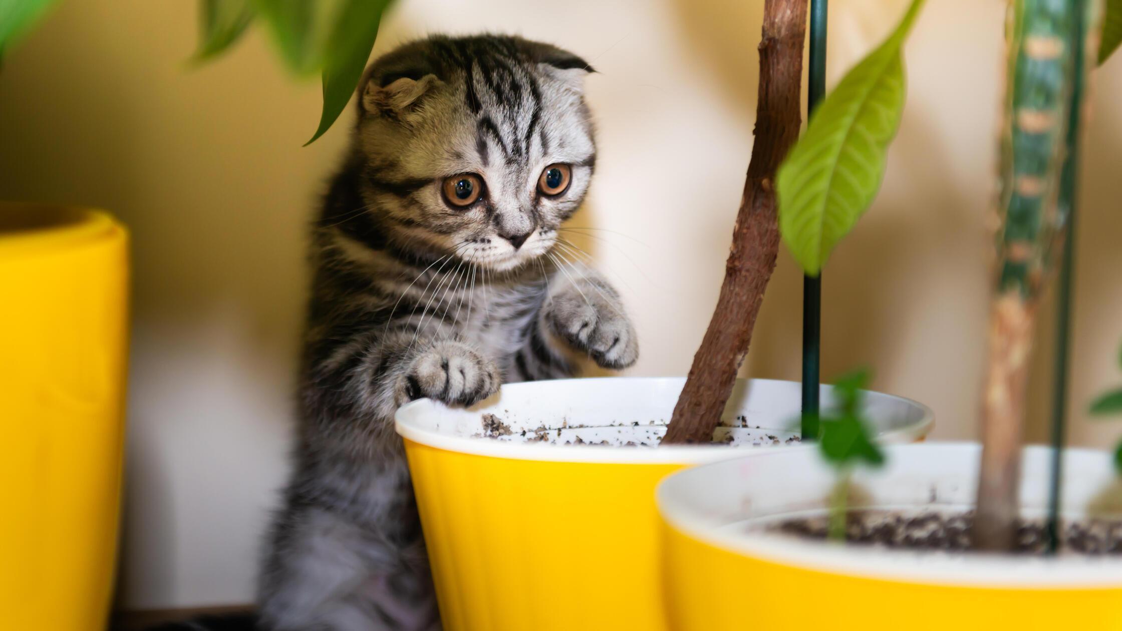 Katze kleines Kätzchen im grünen Garten