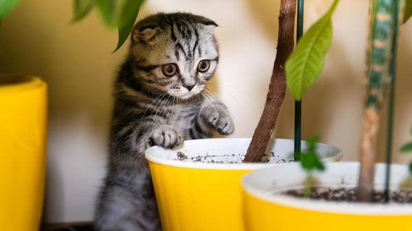 Katze kleines Kätzchen im grünen Garten