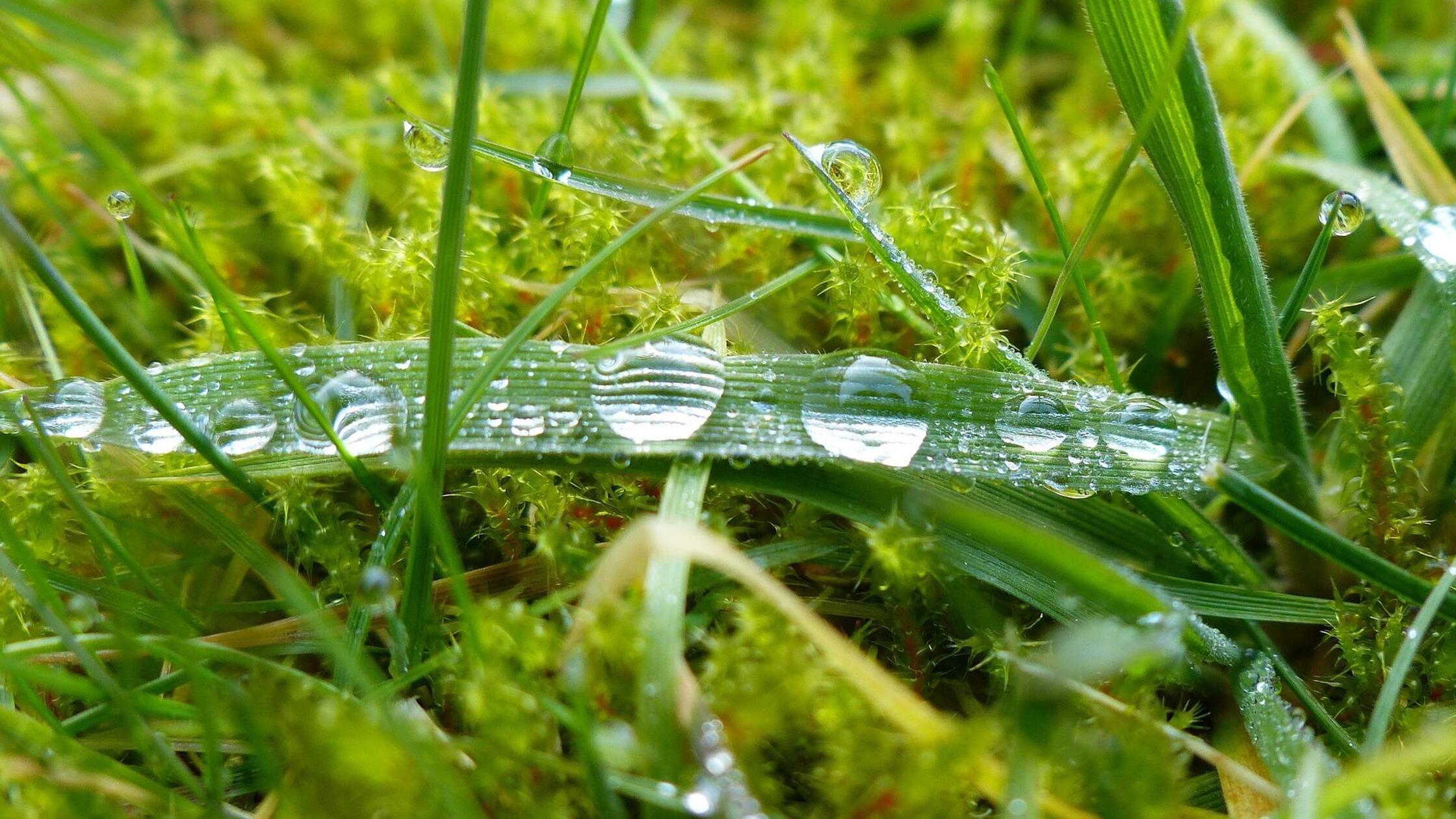 dewdrop-gdf126339e_1920
