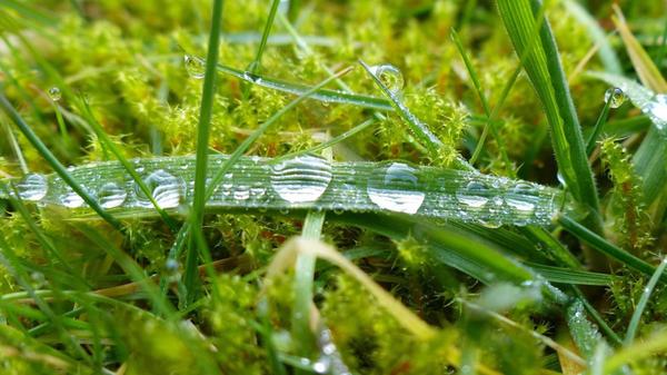 dewdrop-gdf126339e_1920