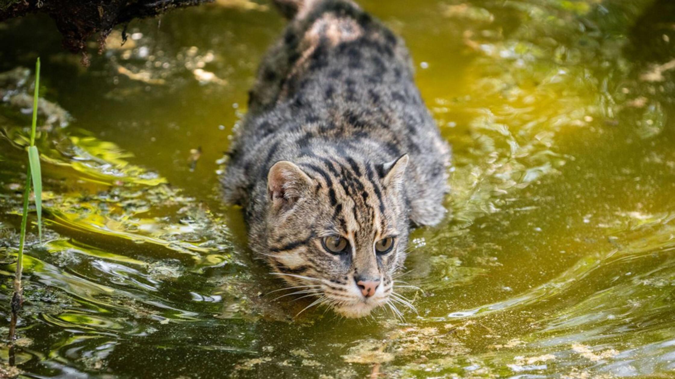 fischkatze_tgn_tom_burger