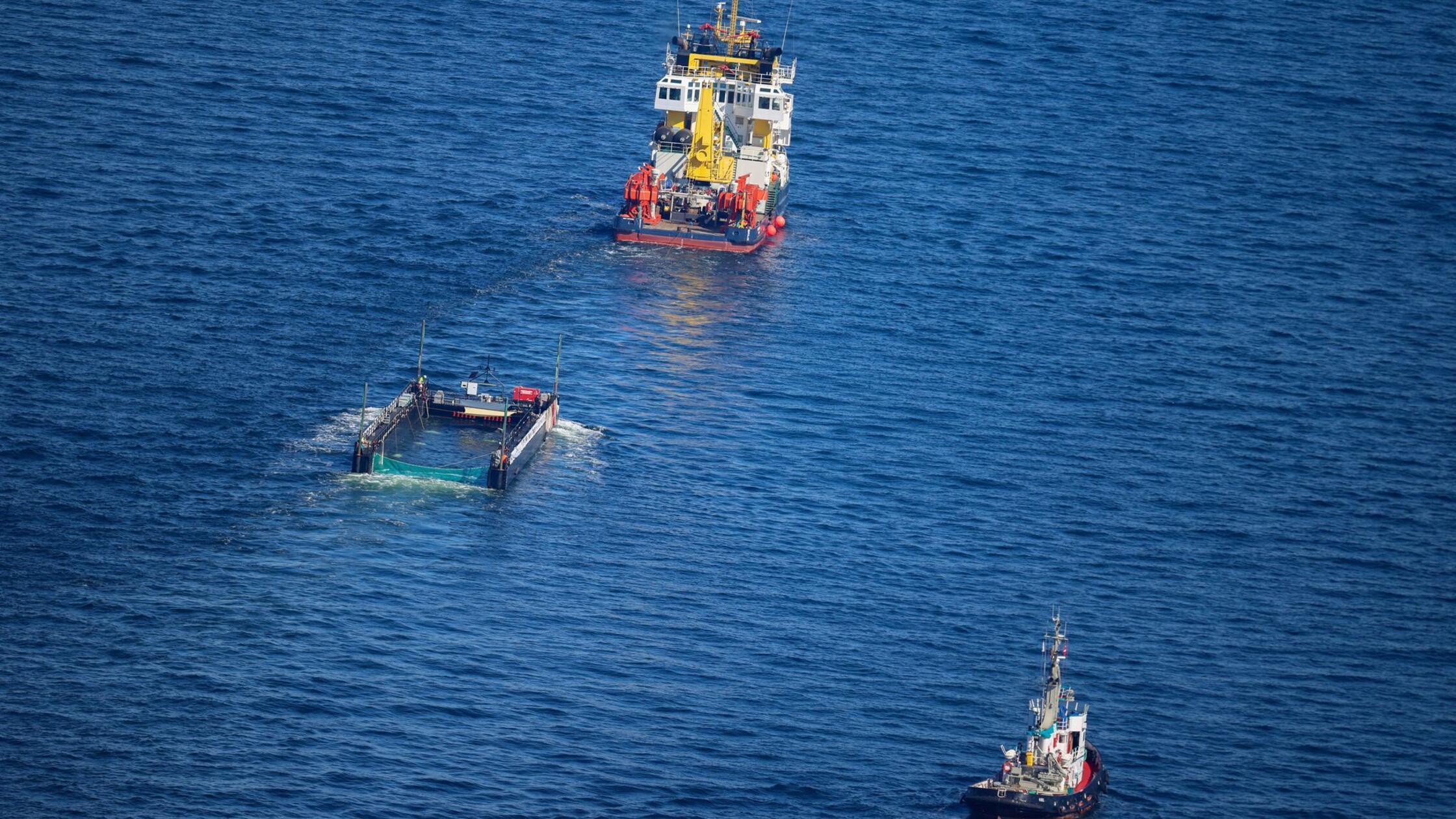 Der Buckelwal wird in seiner Barge vom Schlepper F