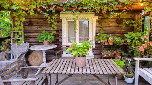 Holzterrasse unter kletternden wilden Weintrauben