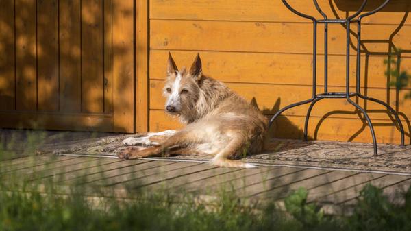 Podengo Português, Rauhaar, liegt auf Holzterrasse