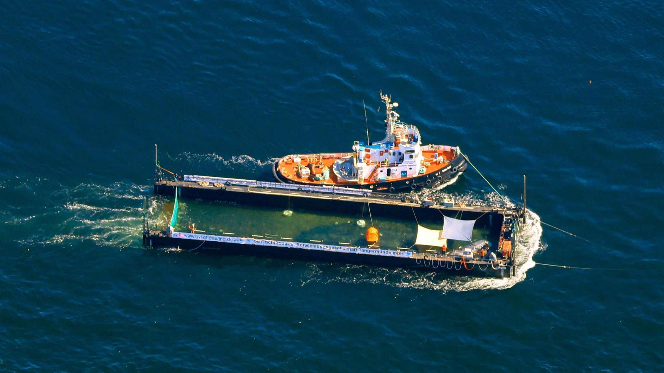 Der Buckelwal wird in seiner Barge vom Schlepper F