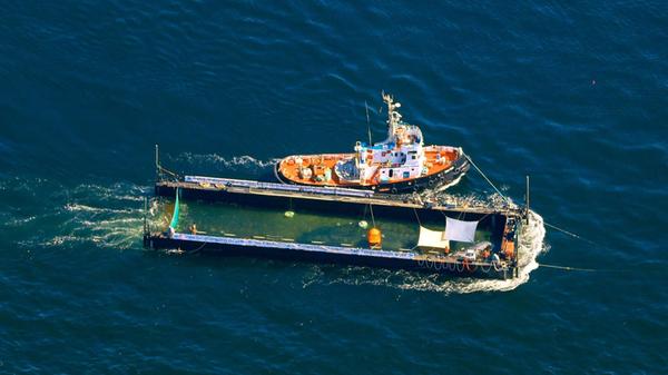 Der Buckelwal wird in seiner Barge vom Schlepper F