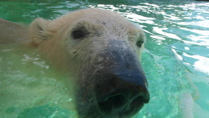 Gemeinsam mit Eisbär Rasputin verabschiedete sich Flocke dann im April 2010 aus Nürnberg - und zog um in das Marineland in Antibes an der Côte d'Azur. Dort brachte Flocke dann 2014 selbst ein kleines Eisbärchen zur Welt.