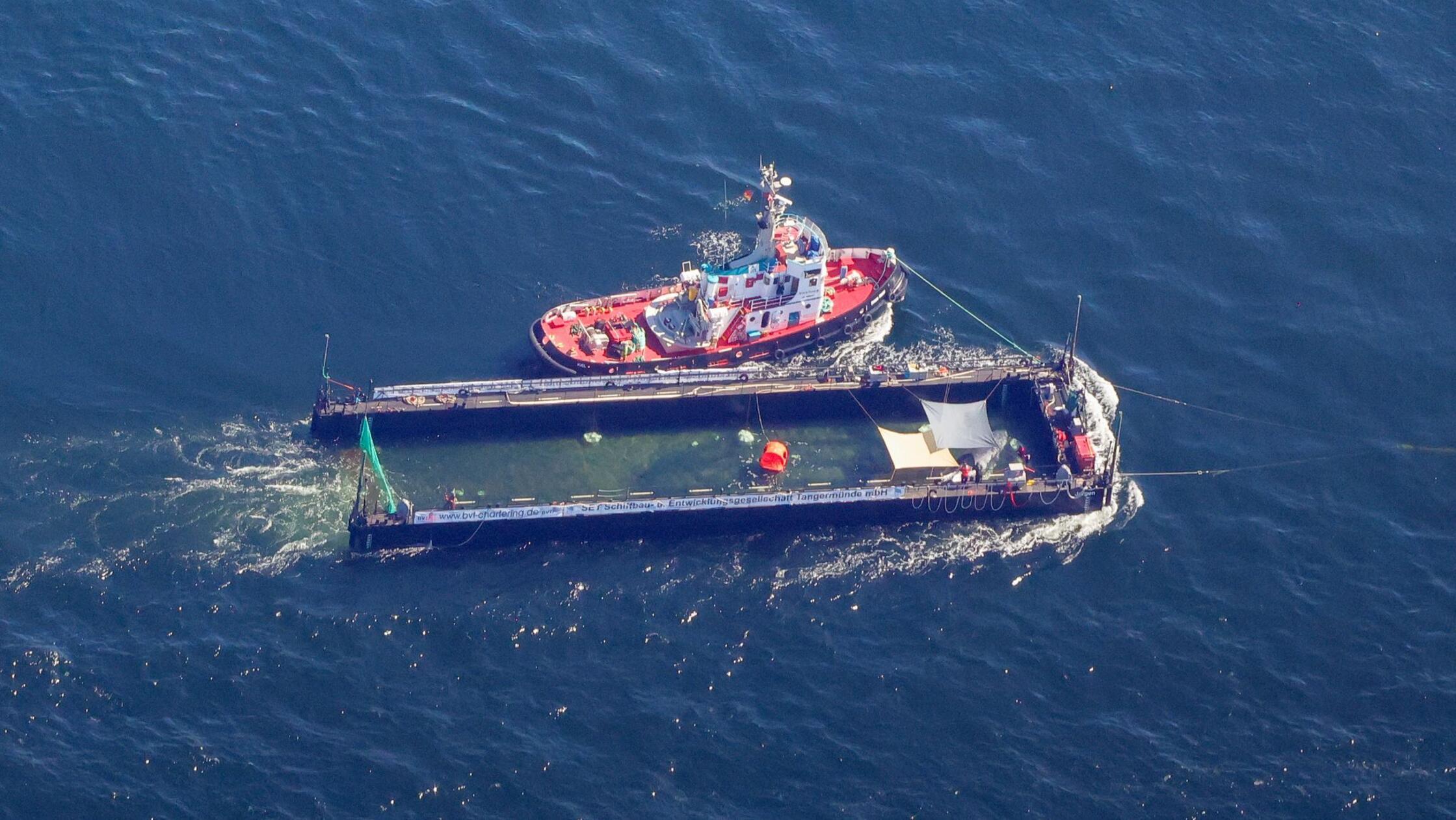 Der Buckelwal wurde in seiner Barge vom Schlepper 