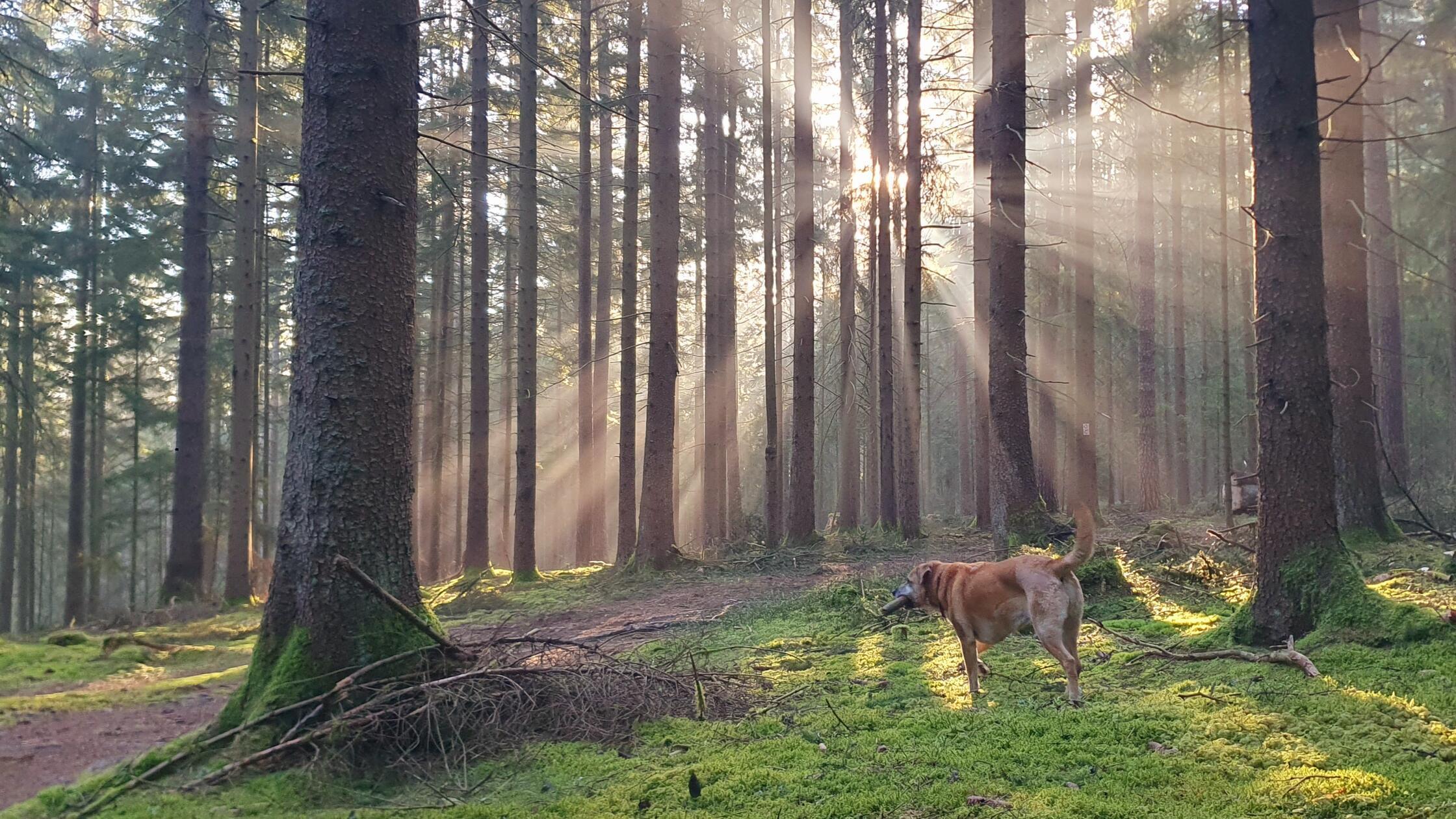 Mystische Aufnahme von Sonnenstrahlen, die durch das dichte Blätterdach des Bayerischen Waldes fallen.