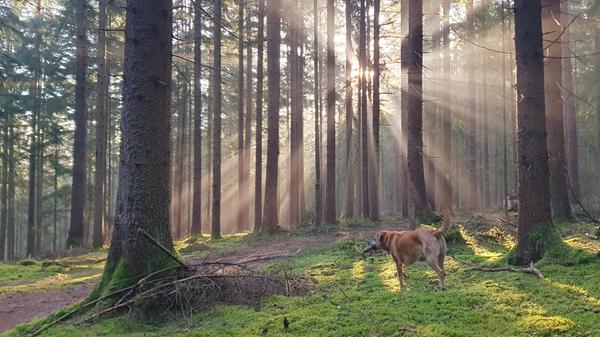 Mystische Aufnahme von Sonnenstrahlen, die durch das dichte Blätterdach des Bayerischen Waldes fallen.