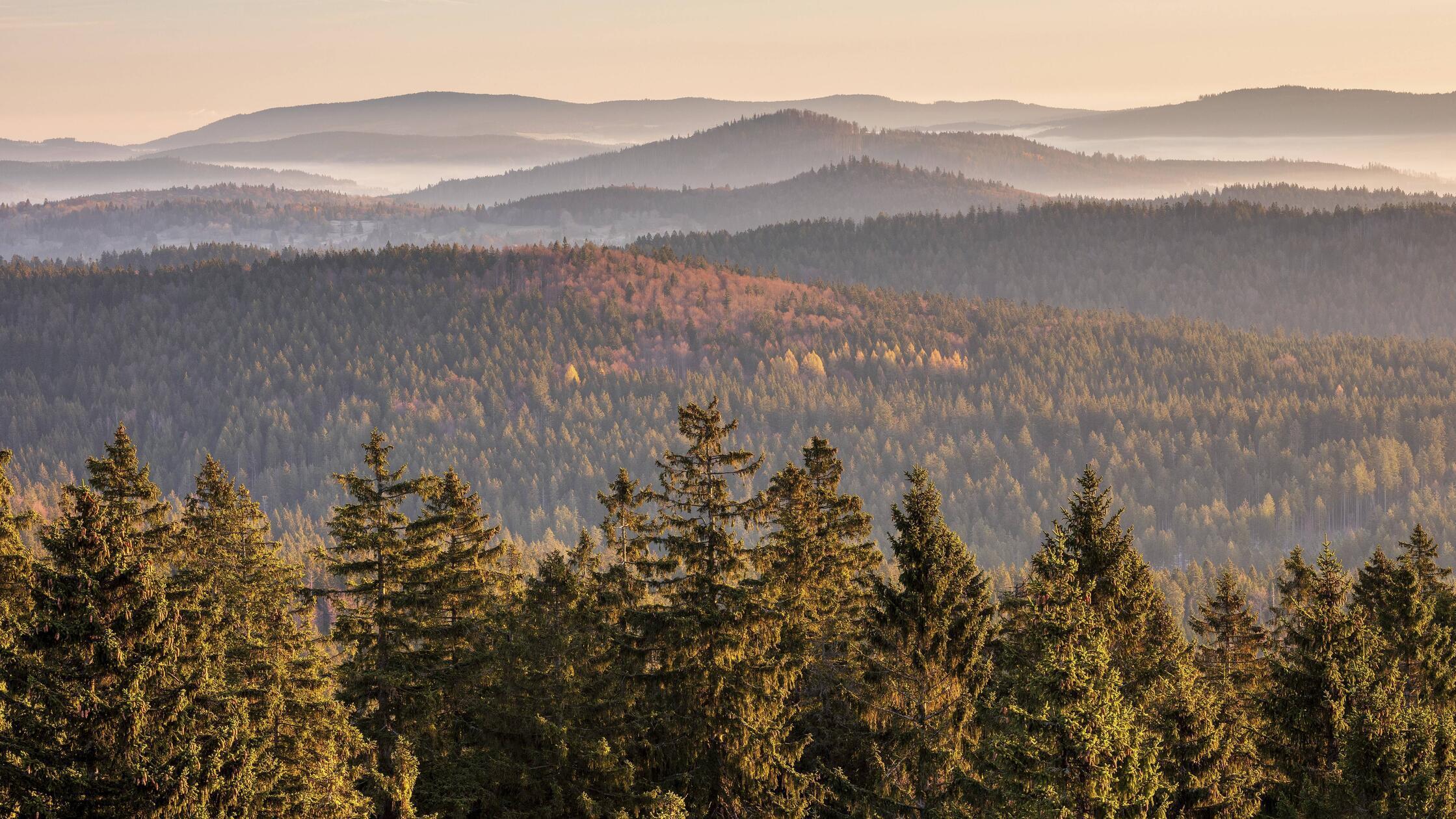 Der weite Ausblick vom Gipfel des Haidel über die schier endlosen Waldwogen des Bayerischen Waldes.