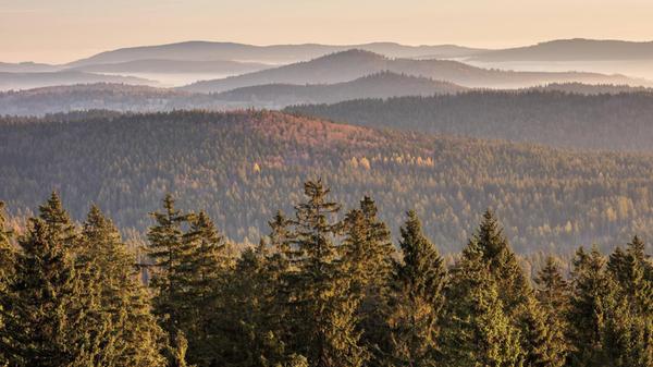 Der weite Ausblick vom Gipfel des Haidel über die schier endlosen Waldwogen des Bayerischen Waldes.