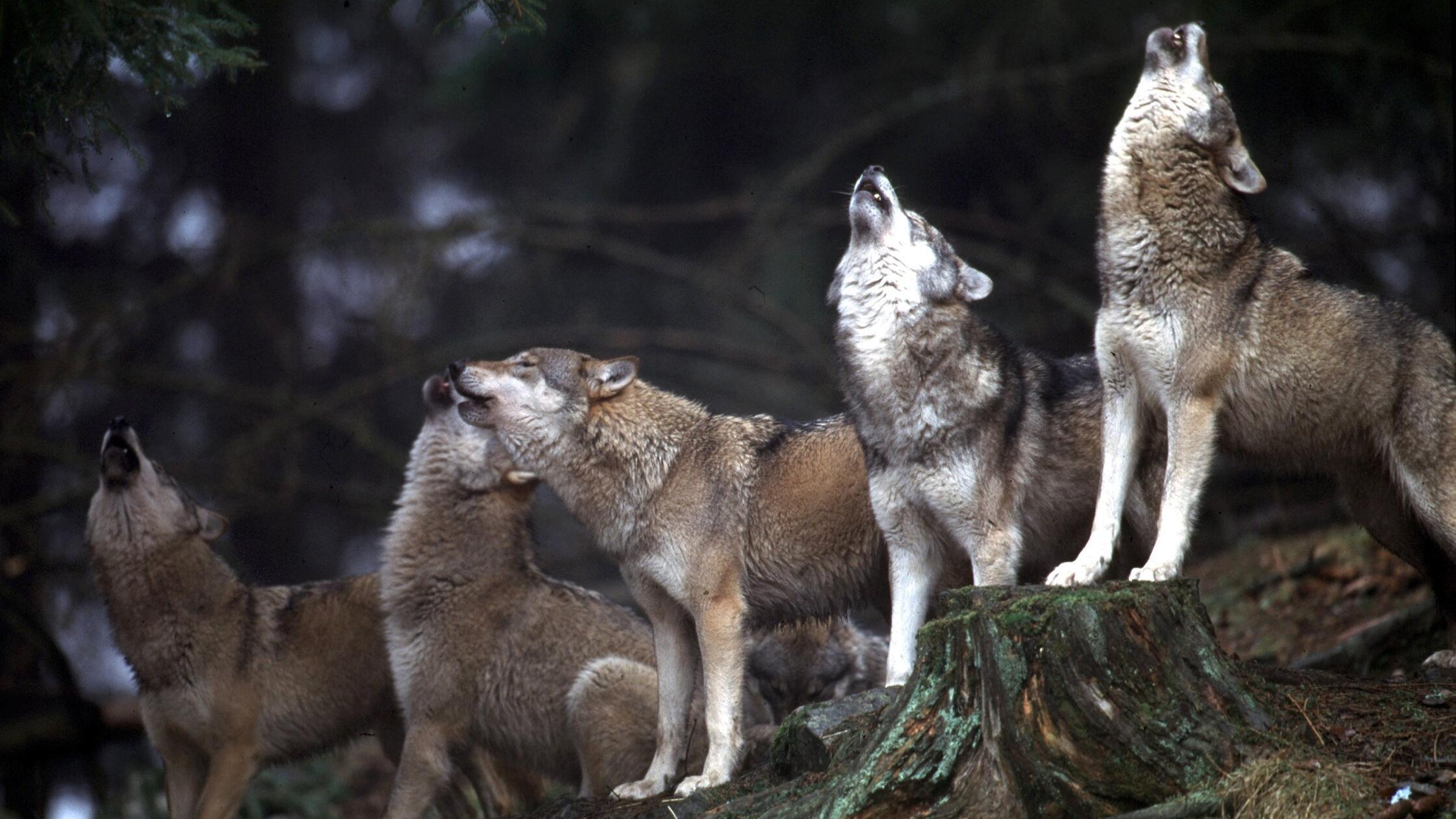 Fünf Wölfe aus dem Bayerwald-Tierpark in Lohberg heulen um die Wette.