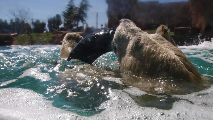 Nettigkeiten unters Volk bringen ist aber nunmal nicht die Aufgabe eines Eisbären. Rasputin tobt lieber wieder im 14 Grad kühlen Pool und stürzt sich auf seinen Spielreifen.