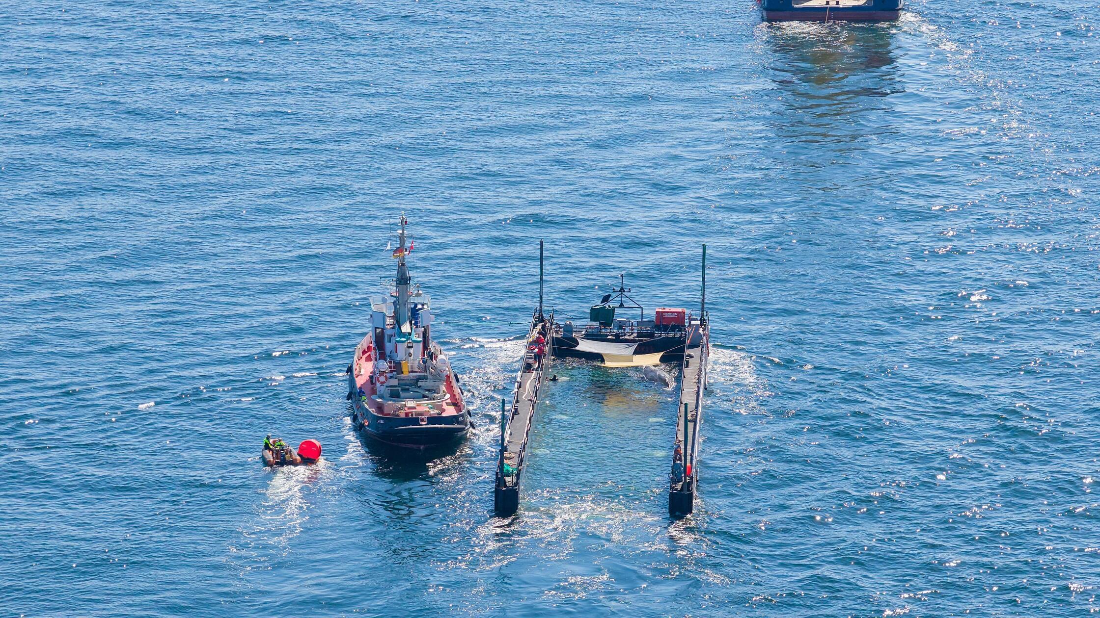 Das Schutznetz an der Barge, das den Buckelwal bei