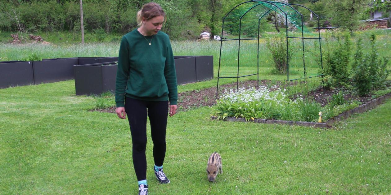 How the little wild boar Rudolf turns a family's everyday life in ...