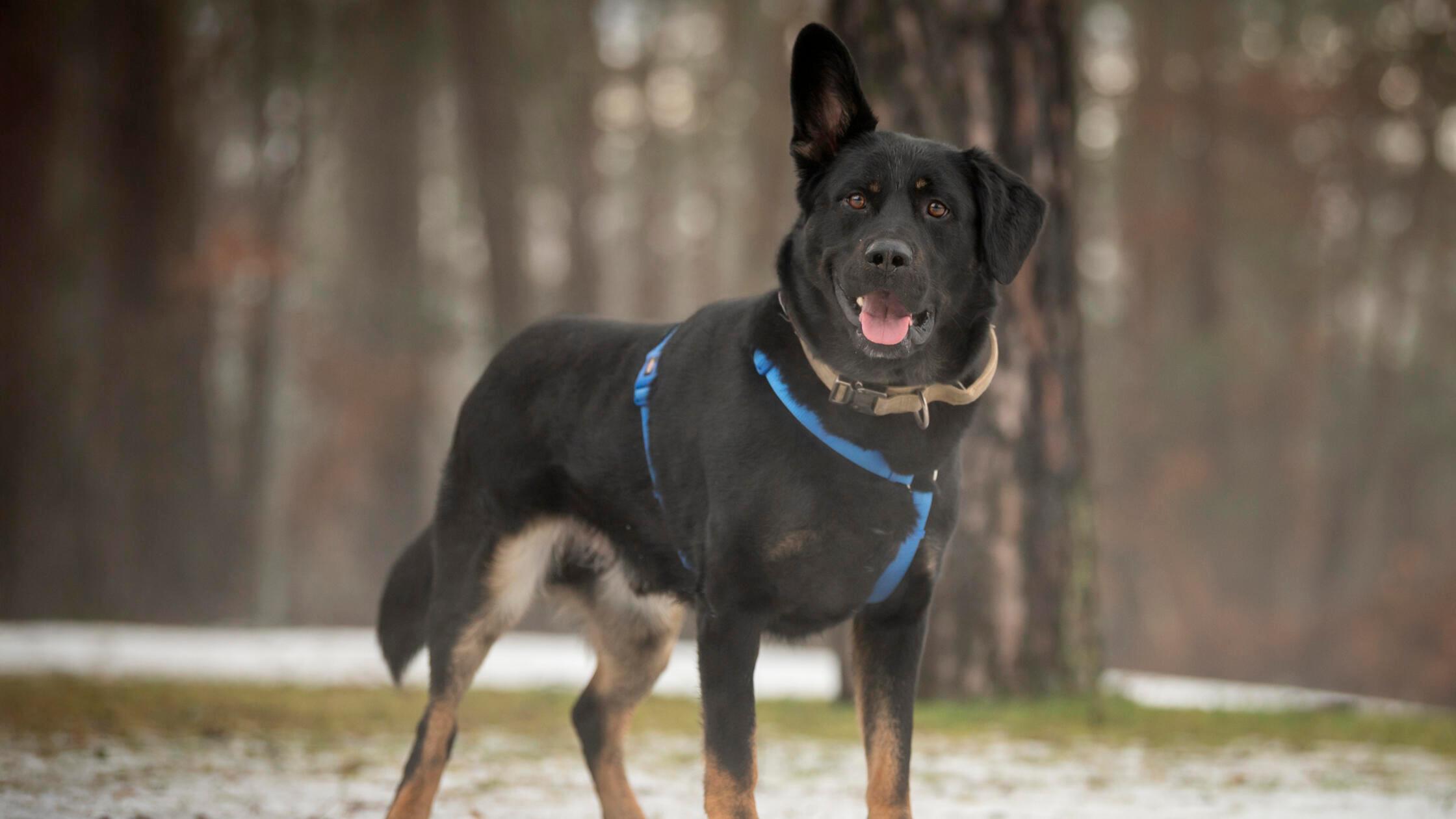 01_15-Tierheim-Hunde-Chiara-Calow_19