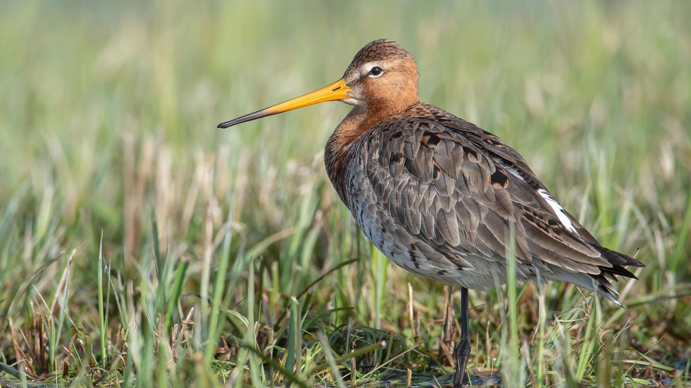 Eine Uferschnepfe steht auf einem Feld im Natursch